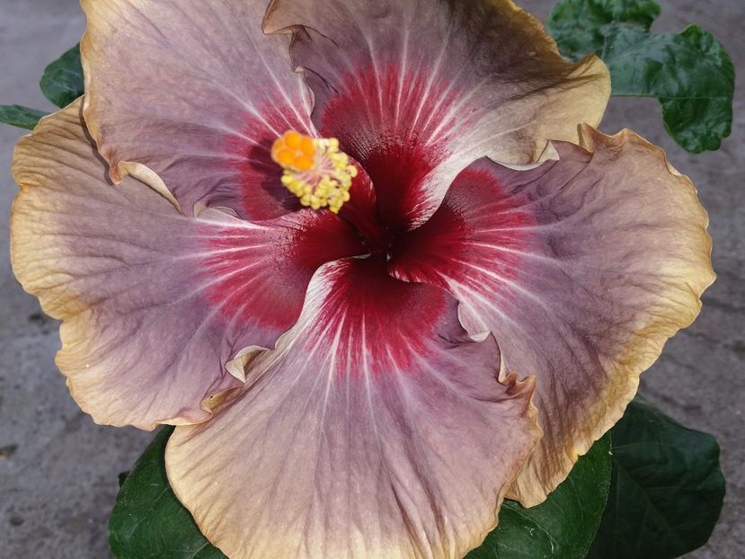  - Swamp Music-4-pierdut