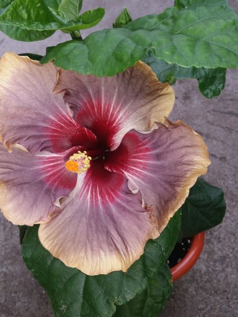  - Swamp Music-4-pierdut