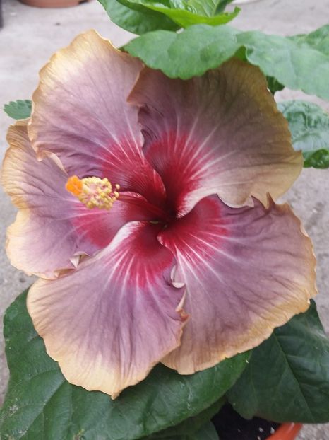  - Swamp Music-4-pierdut