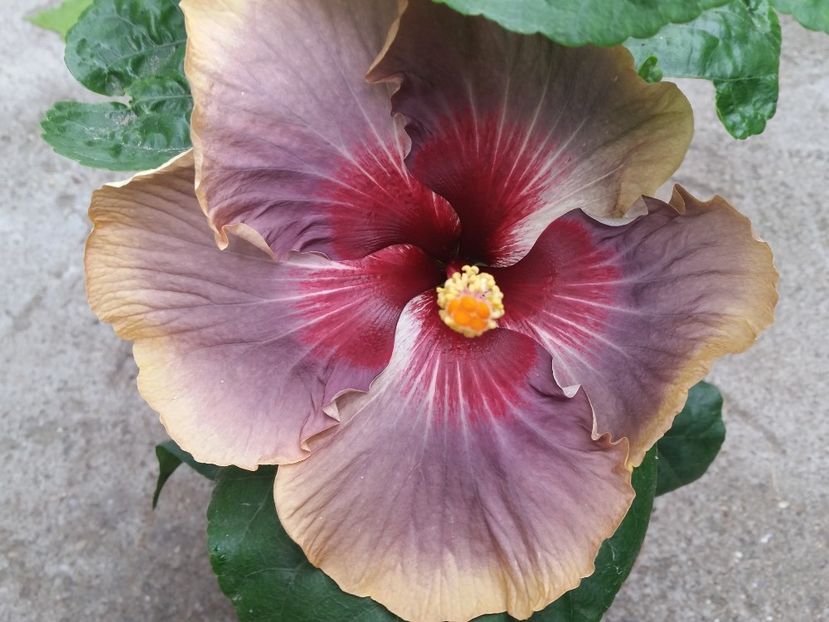  - Swamp Music-4-pierdut