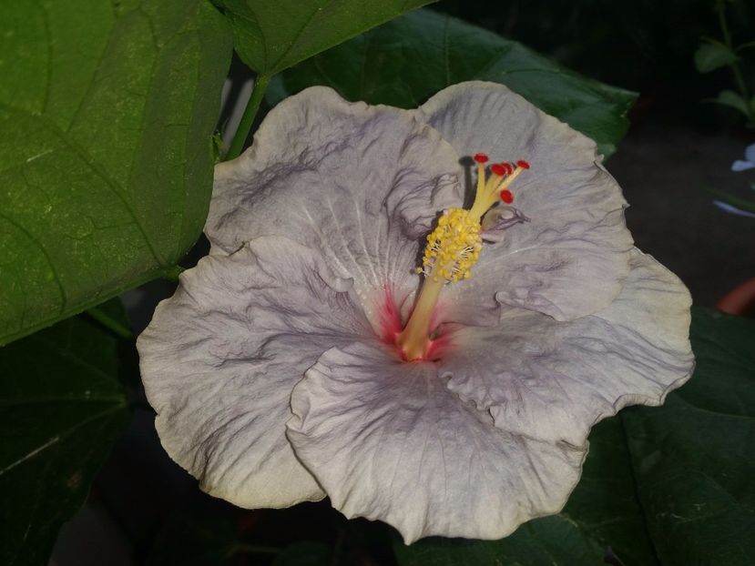 Petra - Hibiscusi 2017