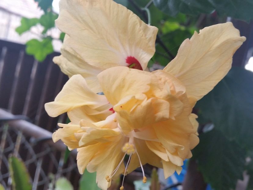 Capitolio galben - Hibiscusi 2017