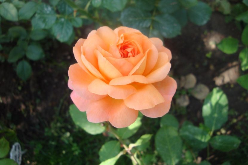  - Lady Emma Hamilton