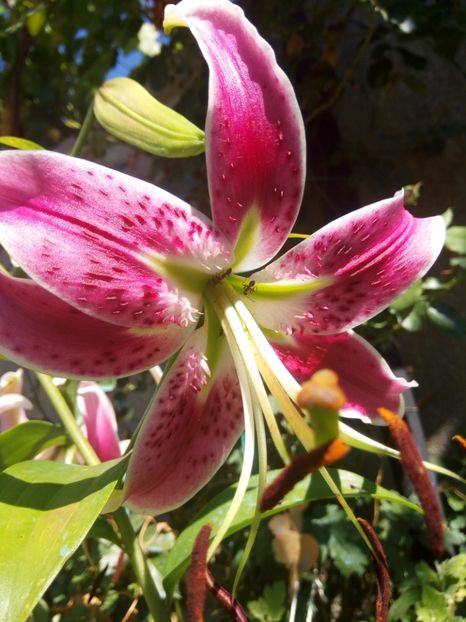 Anastasia - 0 - CRINI