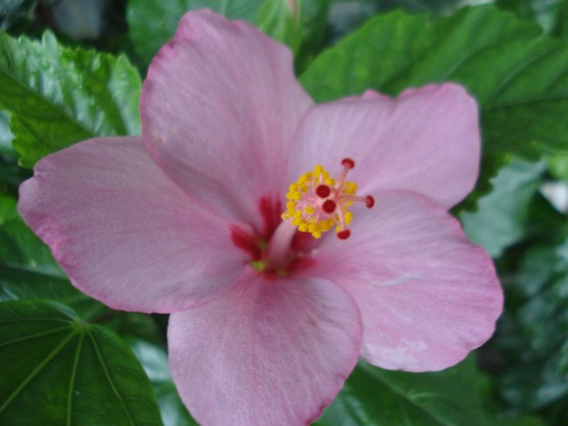  - Hibiscus Blue Winks