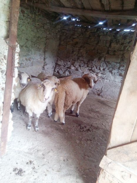 Bisisica, Mărin  și Frumusica - Oile