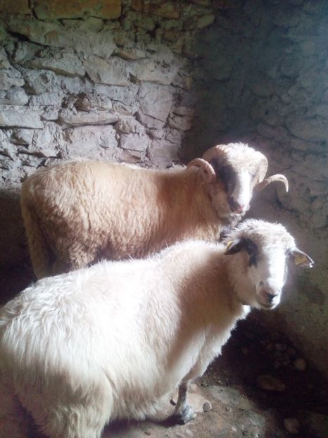 Berbecul si Bisisica - Oile