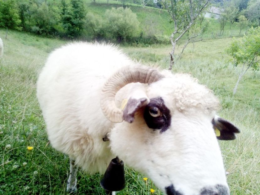 Putin porumb nu strica - Oile