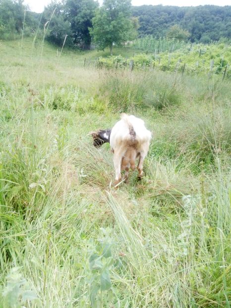 Dupa mulsoarea de dimineata - Capra