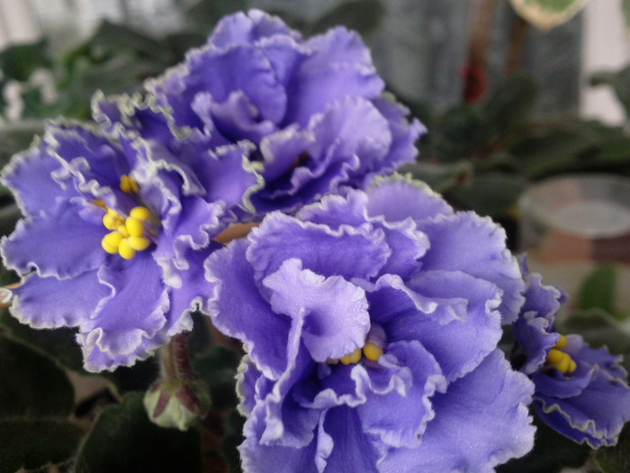Photo0785 - VIOLETE AFRICANE saintpaulia  2010-2011                                                             
