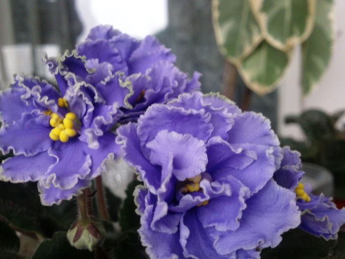 Photo0787 - VIOLETE AFRICANE saintpaulia  2010-2011                                                             
