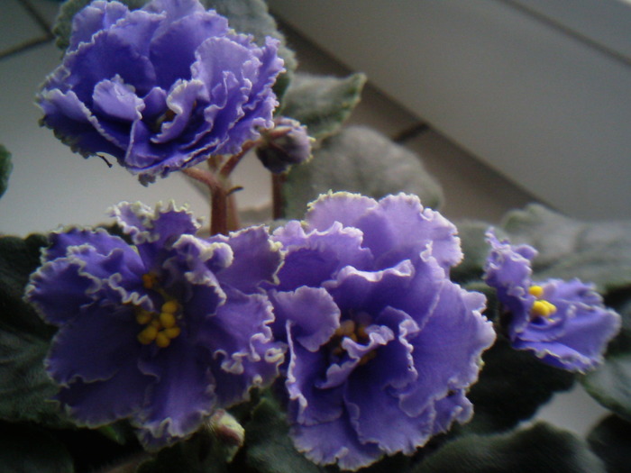 Photo0799 - VIOLETE AFRICANE saintpaulia  2010-2011                                                             