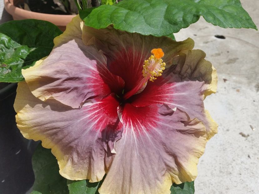  - Swamp Music-4-pierdut