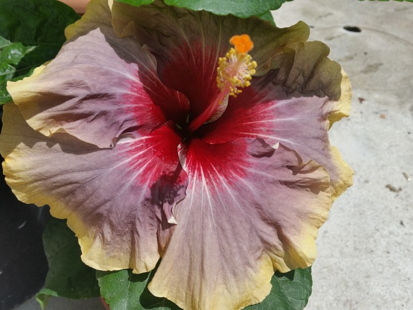  - Swamp Music-4-pierdut