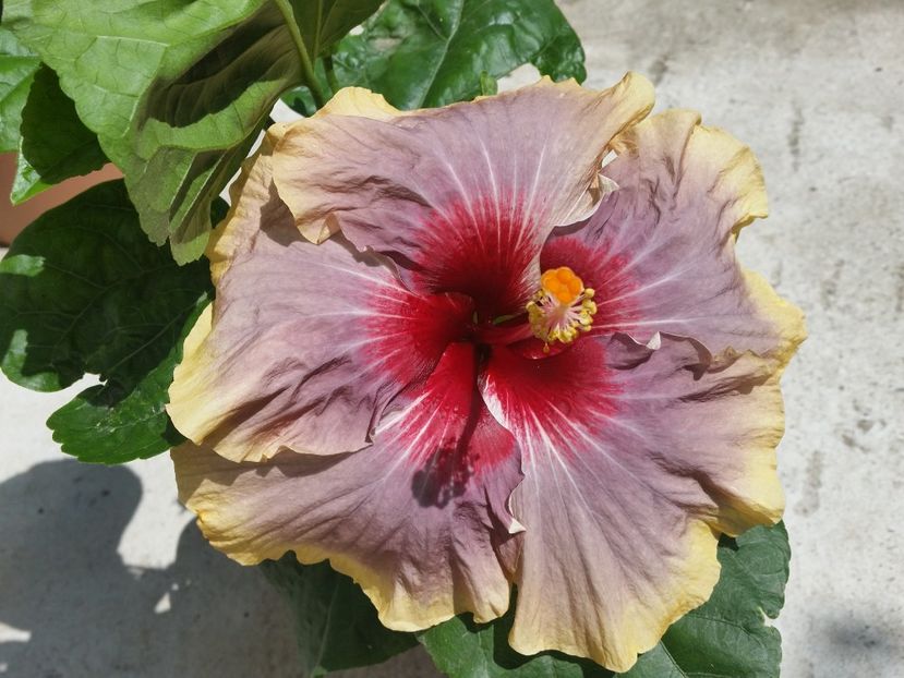  - Swamp Music-4-pierdut