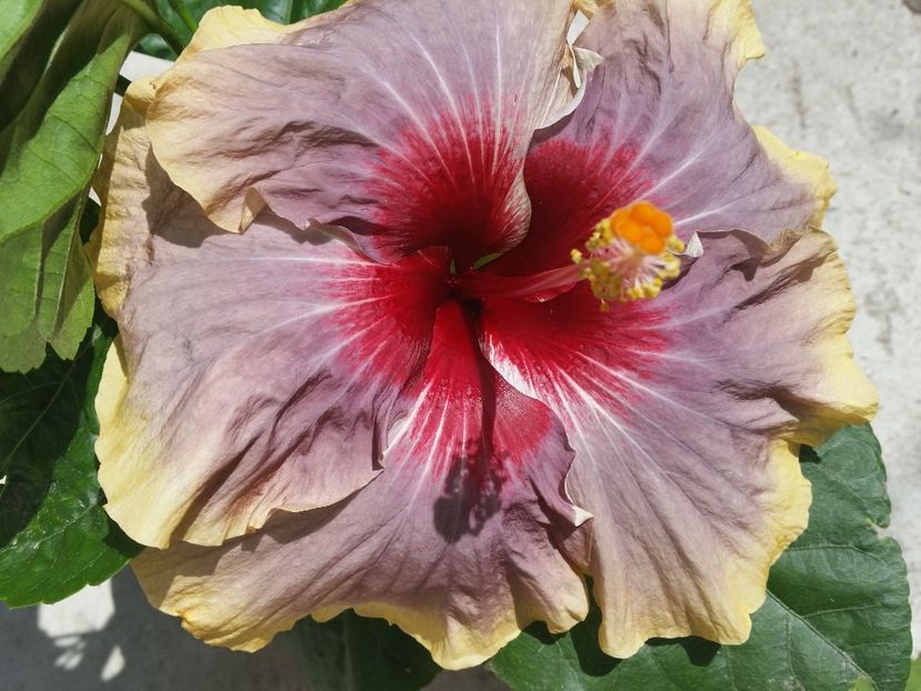  - Swamp Music-4-pierdut