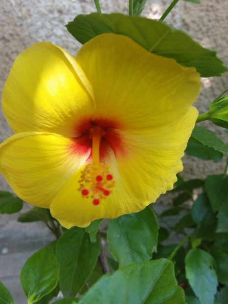 17-07-2017 - hibiscus