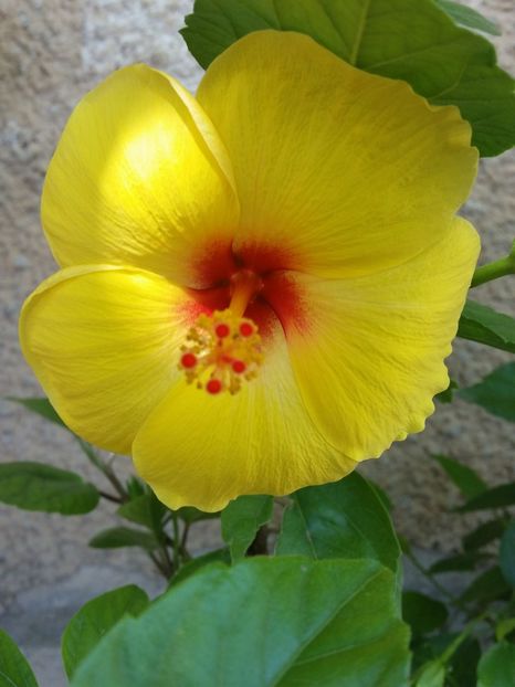  - hibiscus