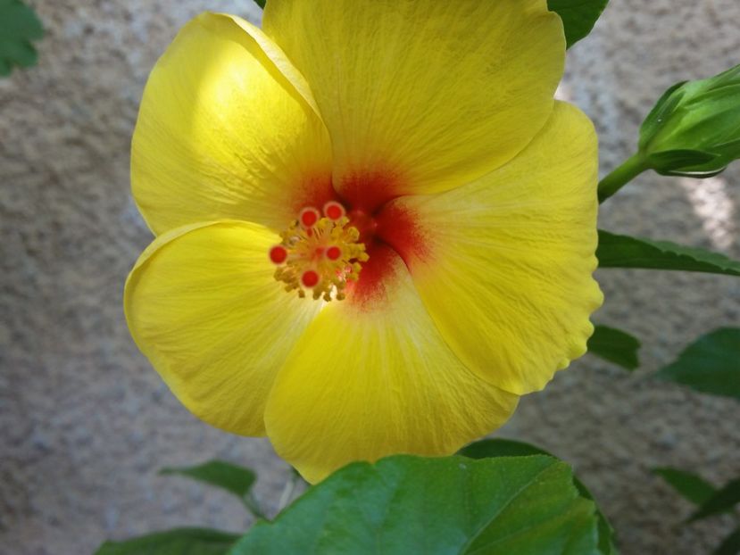  - hibiscus