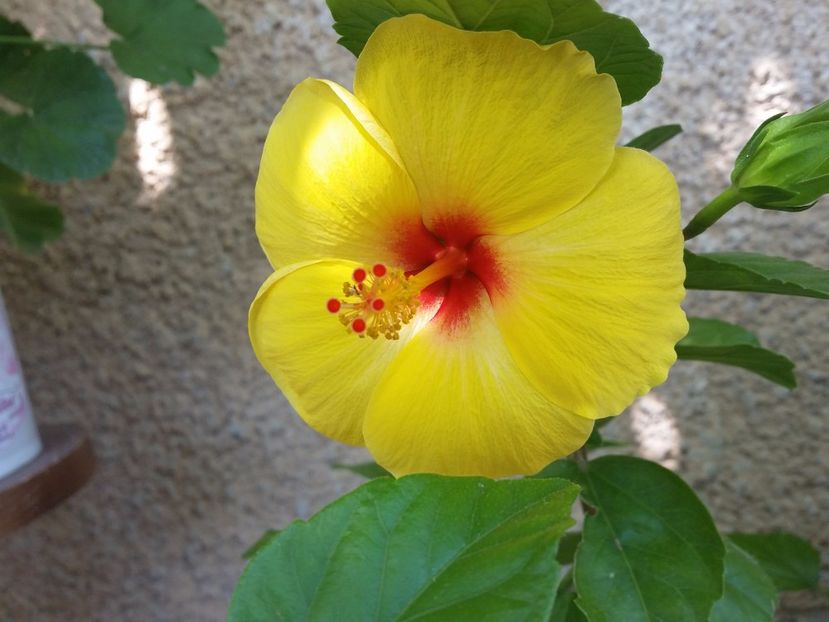  - hibiscus