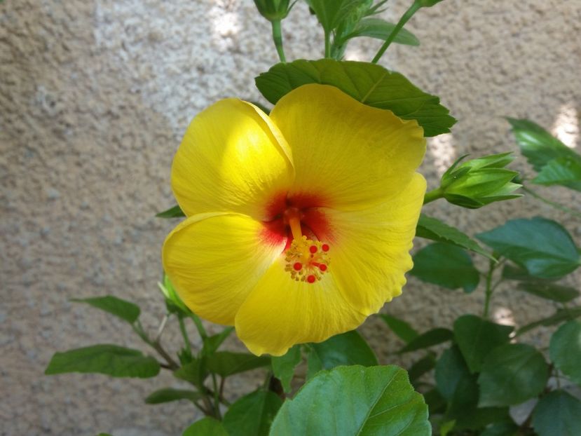  - hibiscus