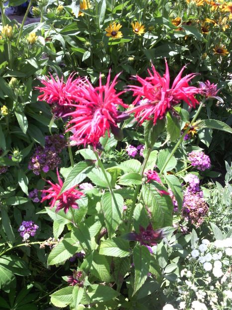  - 01-Flori din curtea mea 2017