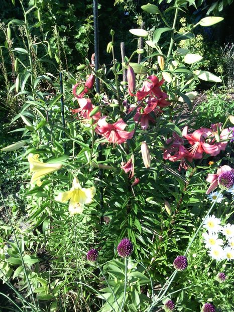  - 01-Flori din curtea mea 2017