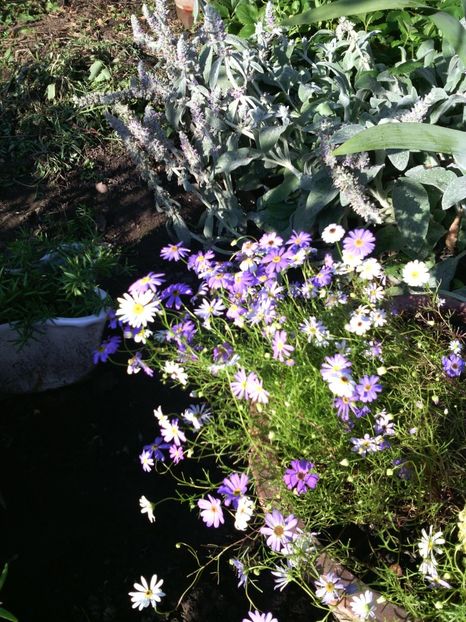  - 01-Flori din curtea mea 2017