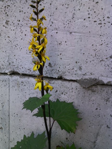  - 01-Flori din curtea mea 2017