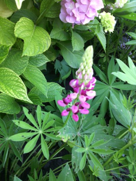  - 01-Flori din curtea mea 2017