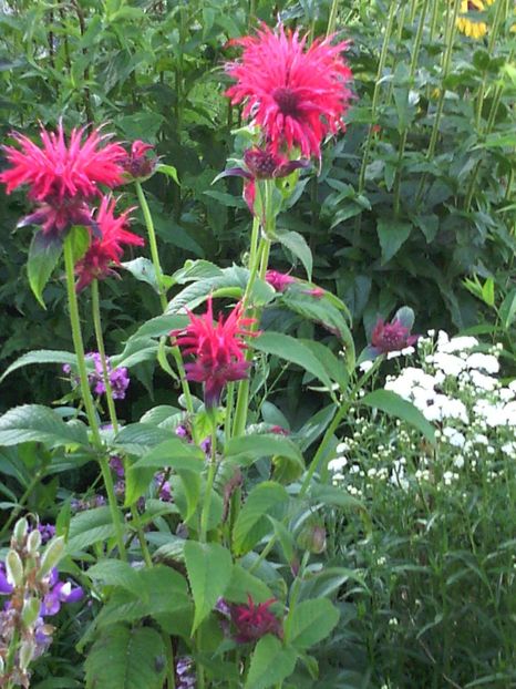  - 01-Flori din curtea mea 2017