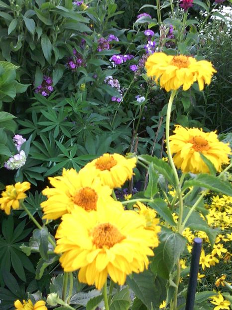  - 01-Flori din curtea mea 2017