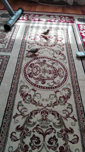  - Cintezele mele zebre australiene