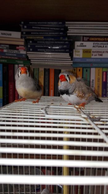  - Cintezele mele zebre australiene