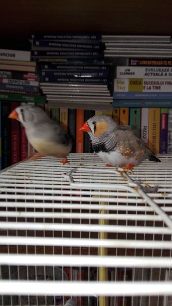  - Cintezele mele zebre australiene