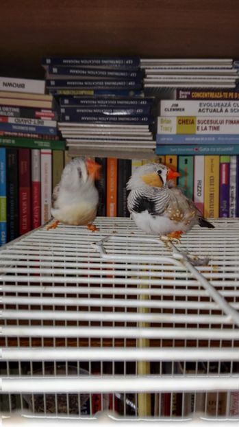  - Cintezele mele zebre australiene