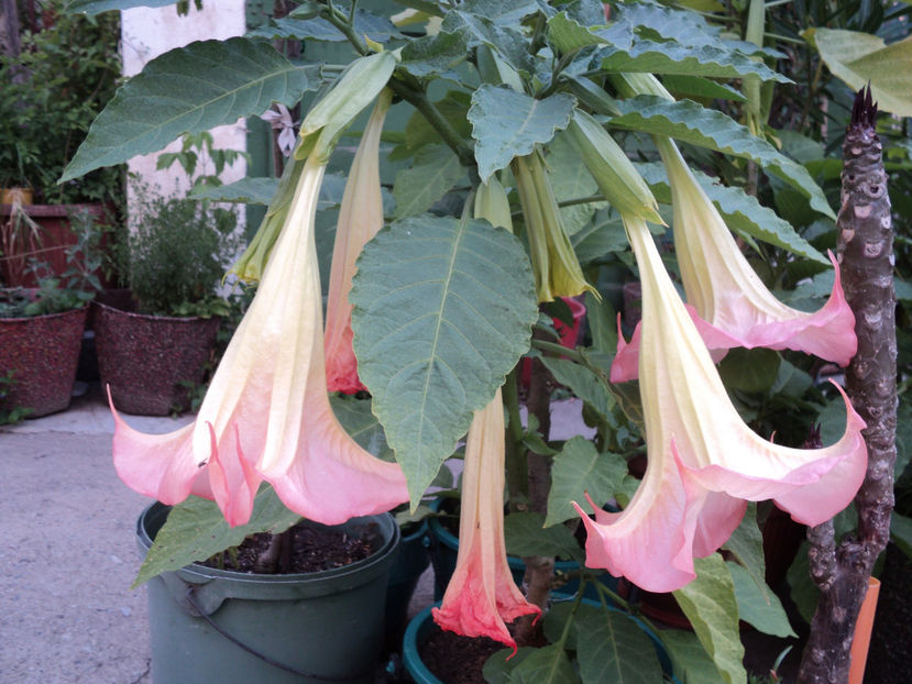 iul 2017 - BRUGMANSIA SI DATURA