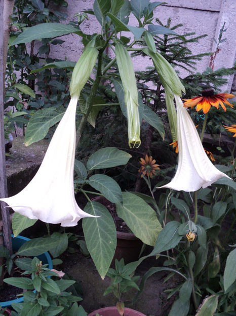 poze 2015 021 - BRUGMANSIA SI DATURA