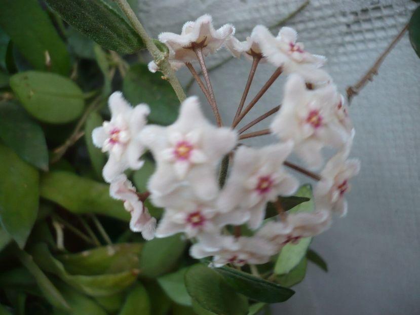 P1330766 - HOYA 2017