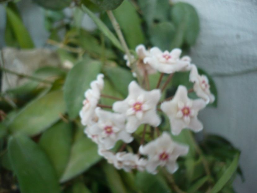 P1330767 - HOYA 2017