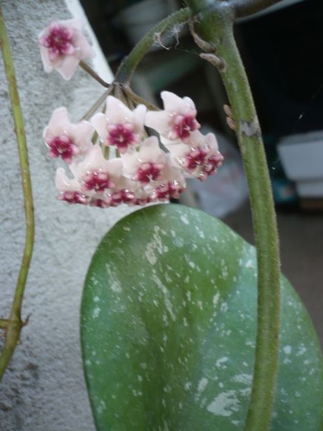 P1330769 - HOYA 2017