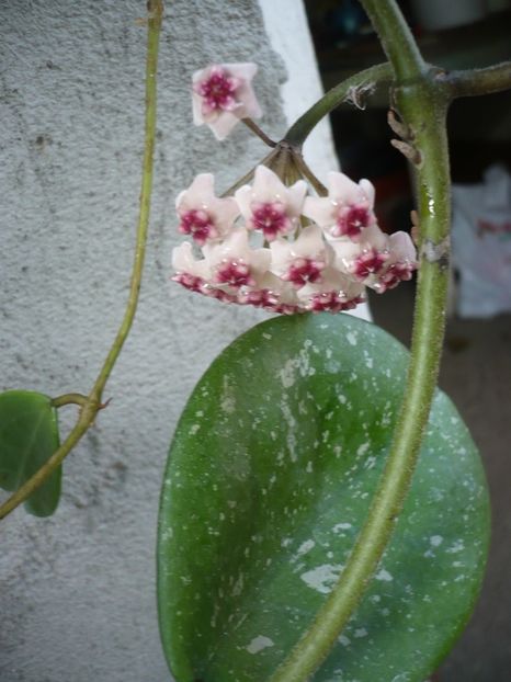 P1330770 - HOYA 2017