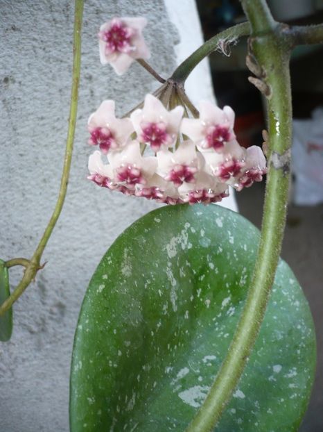 P1330771 - HOYA 2017