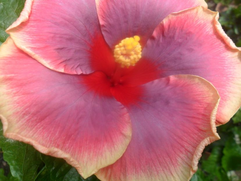  - Tahitian Violet Raimbow