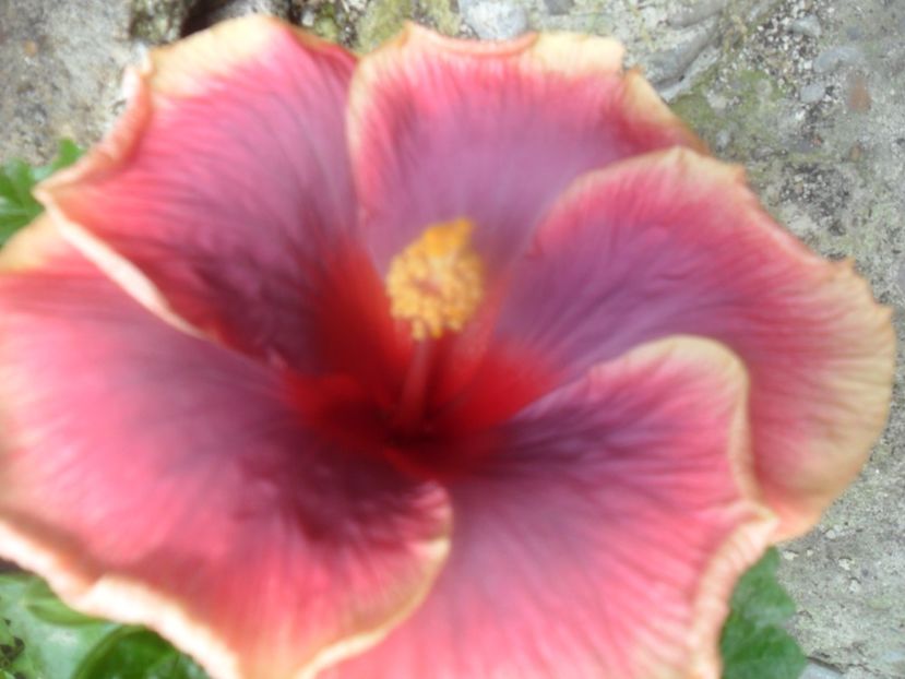  - Tahitian Violet Raimbow