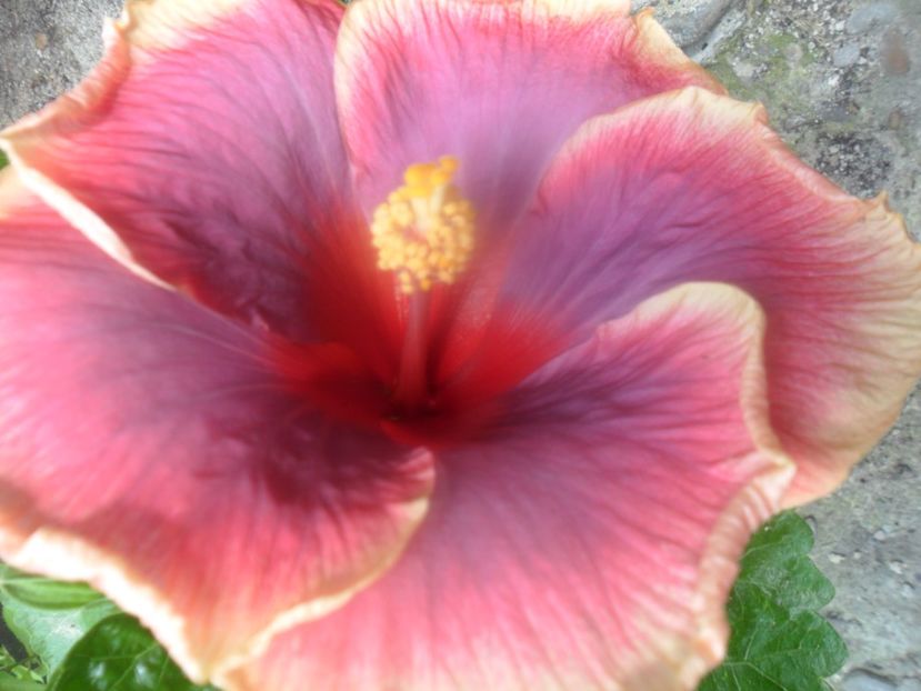  - Tahitian Violet Raimbow