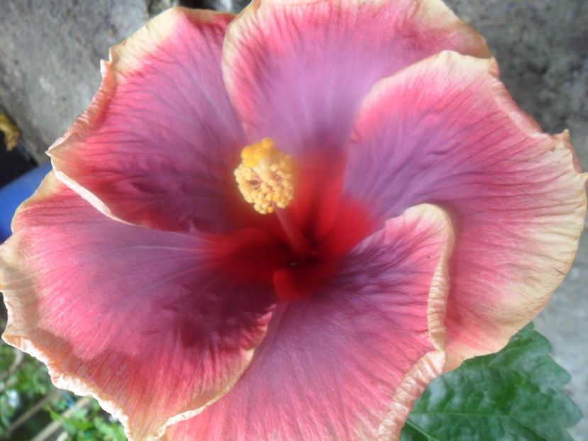  - Tahitian Violet Raimbow