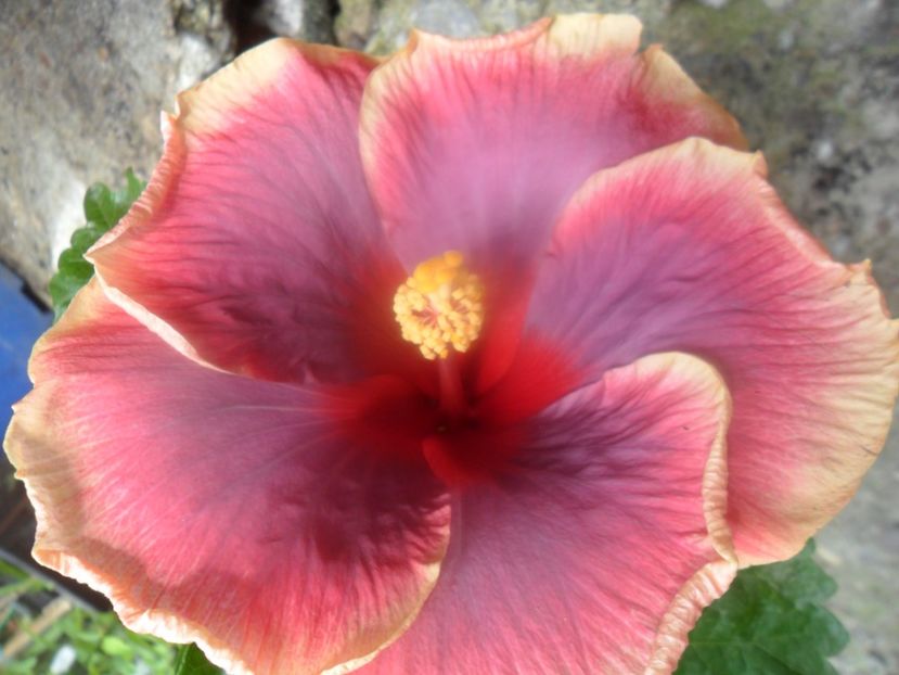  - Tahitian Violet Raimbow