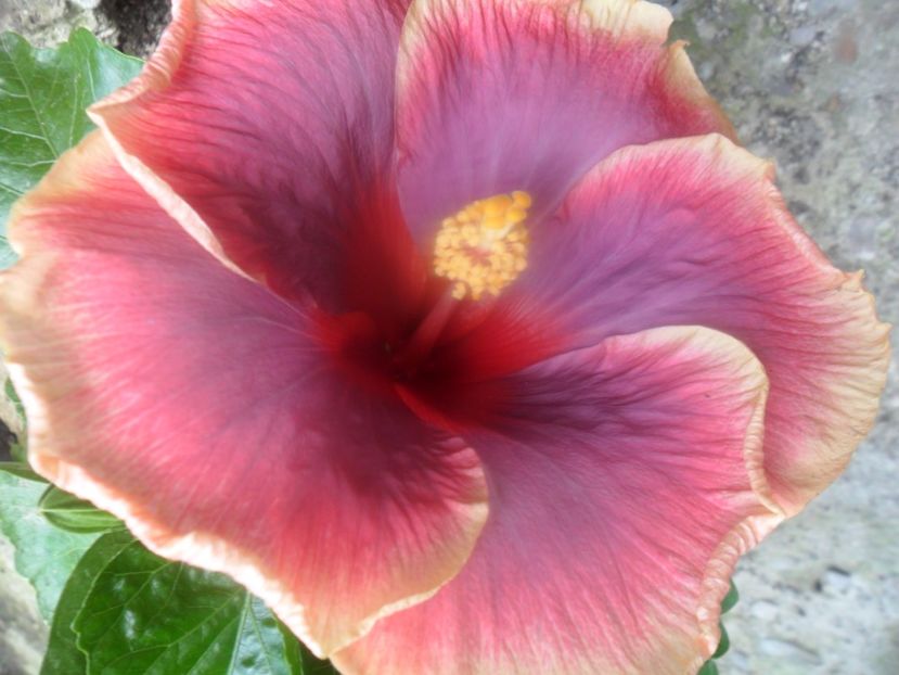  - Tahitian Violet Raimbow