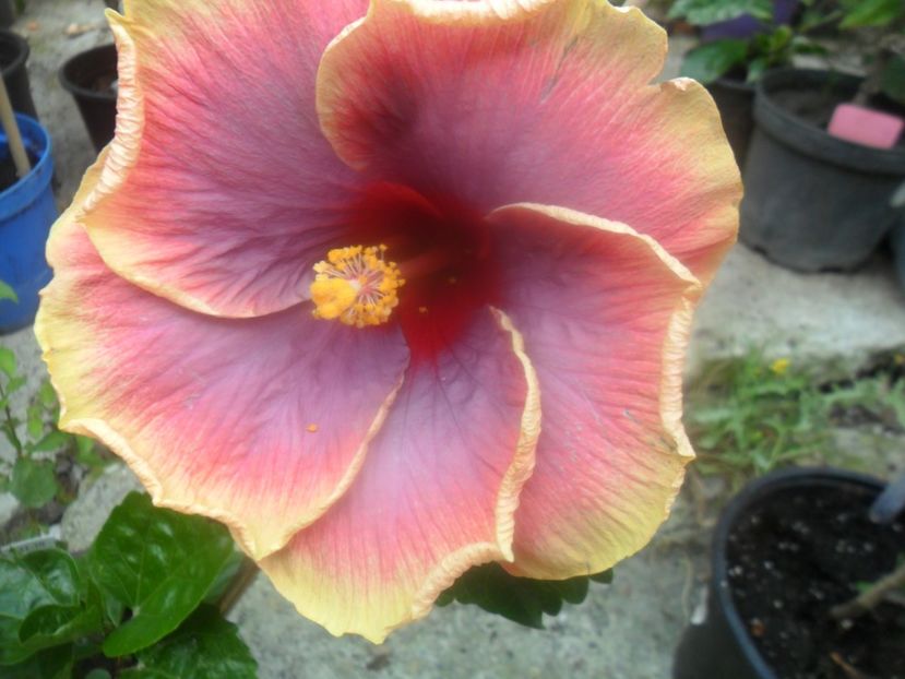  - Tahitian Violet Raimbow